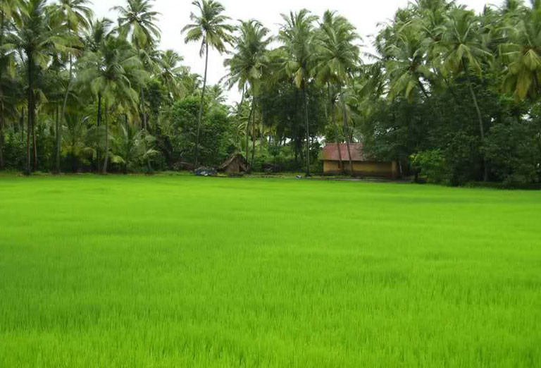 Kerala tour packages