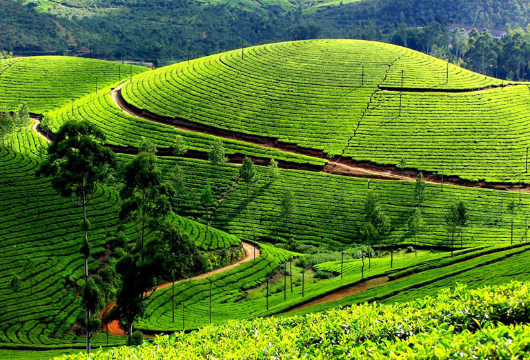 Munnar tea hills