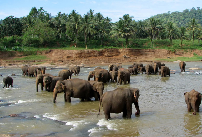 kegalle elephant orphanage