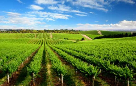 Barossa Valley