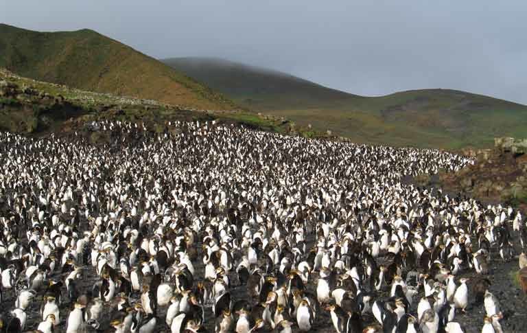 Macquarie islands, Perth