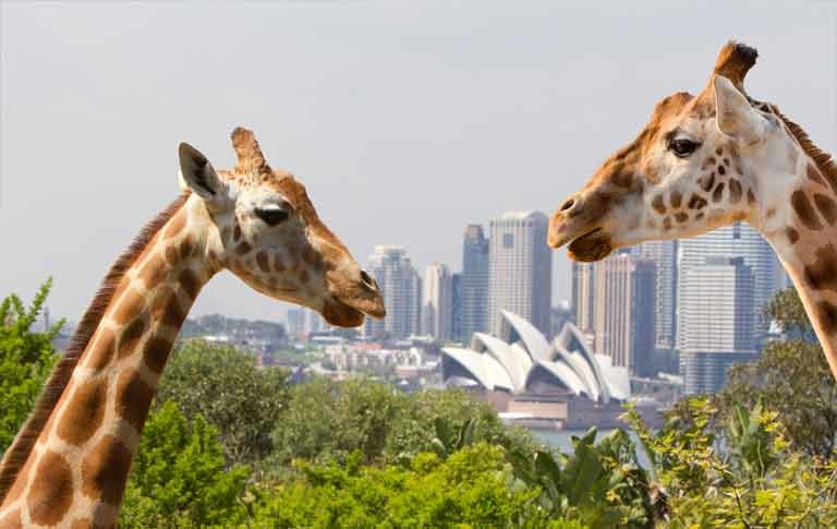 Taronga zoo