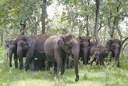 Mudumalai National Park