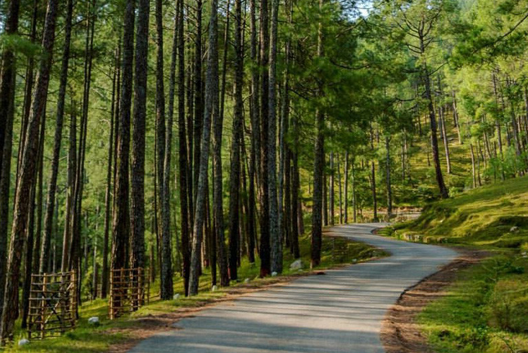 The Dazzling Pine Forest Ooty